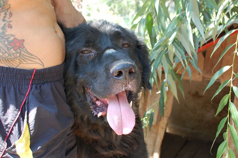  - ciobanesc romanesc corb