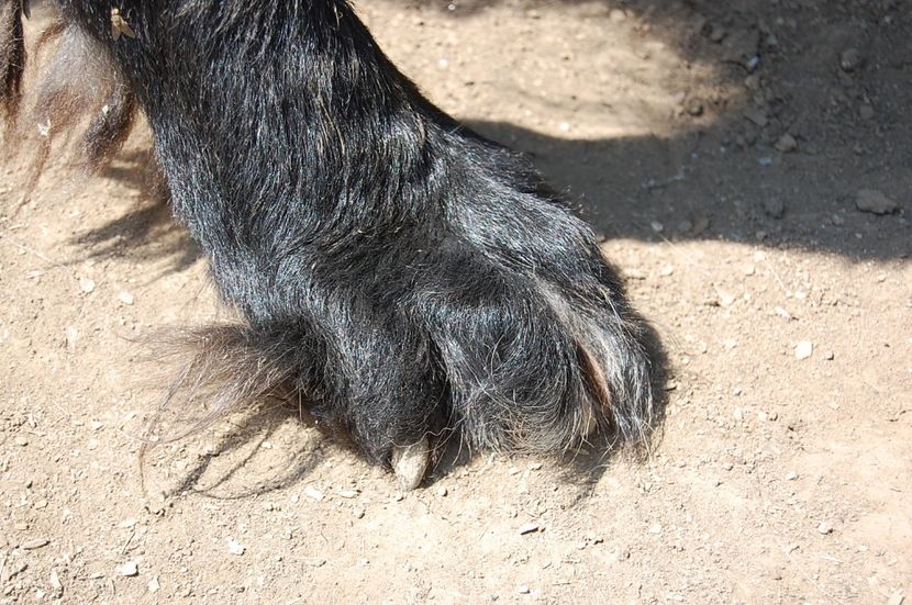  - ciobanesc romanesc corb