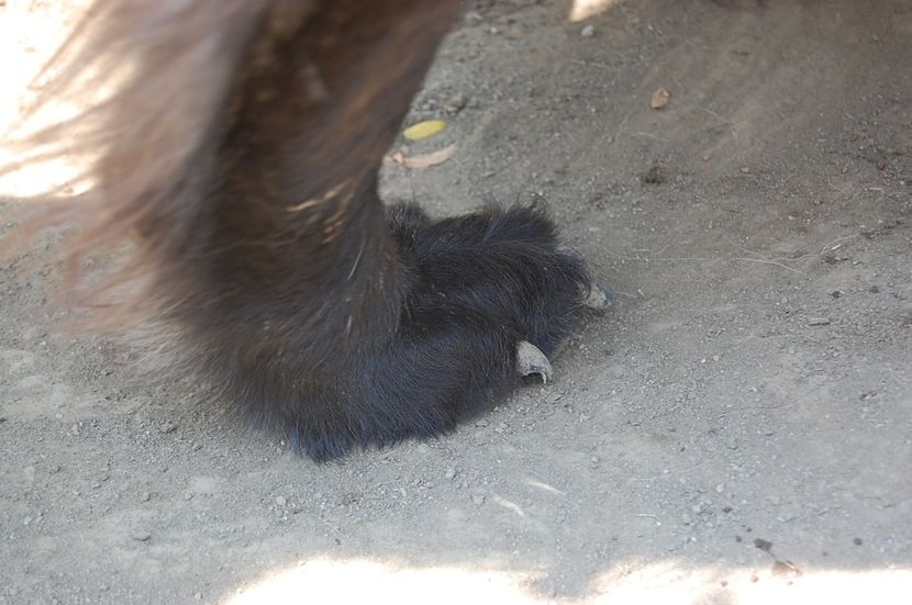  - ciobanesc romanesc corb