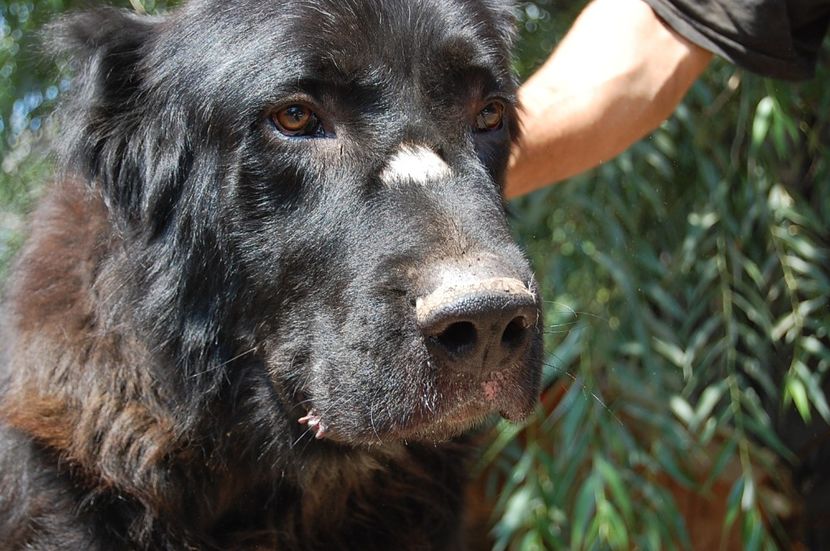  - ciobanesc romanesc corb