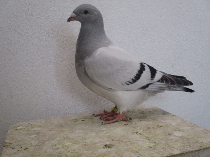 4382-17 - Tineret 2017