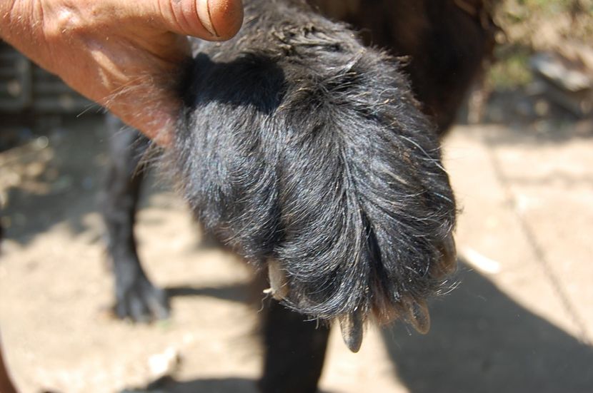  - ciobanesc romanesc corb