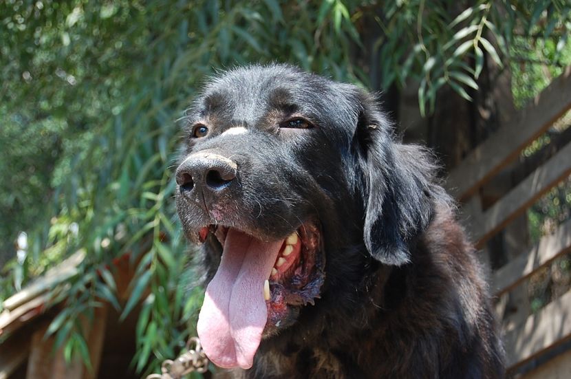  - ciobanesc romanesc corb