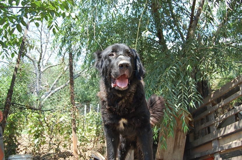  - ciobanesc romanesc corb