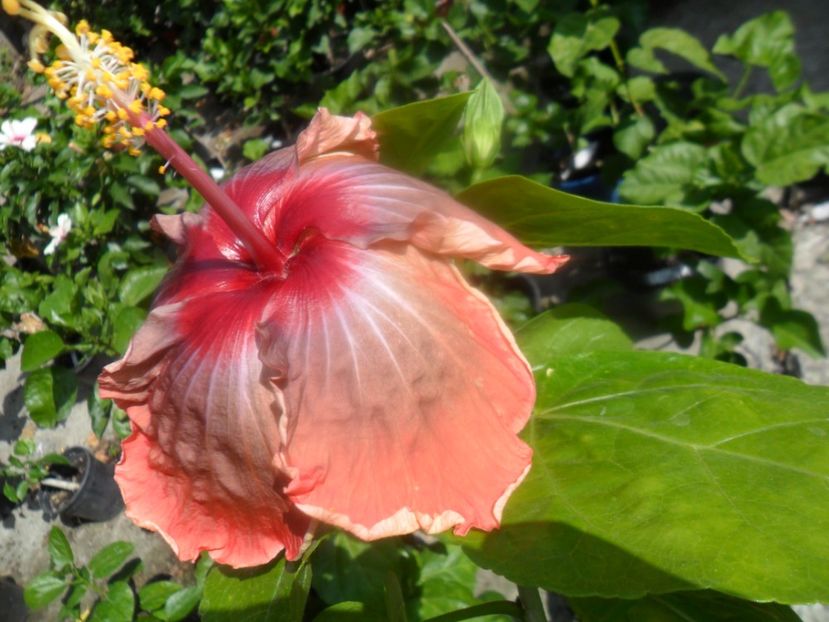  - hibiscusi 2017 6