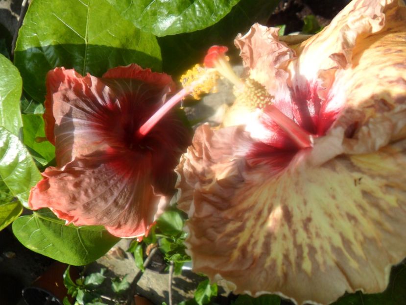  - hibiscusi 2017 6