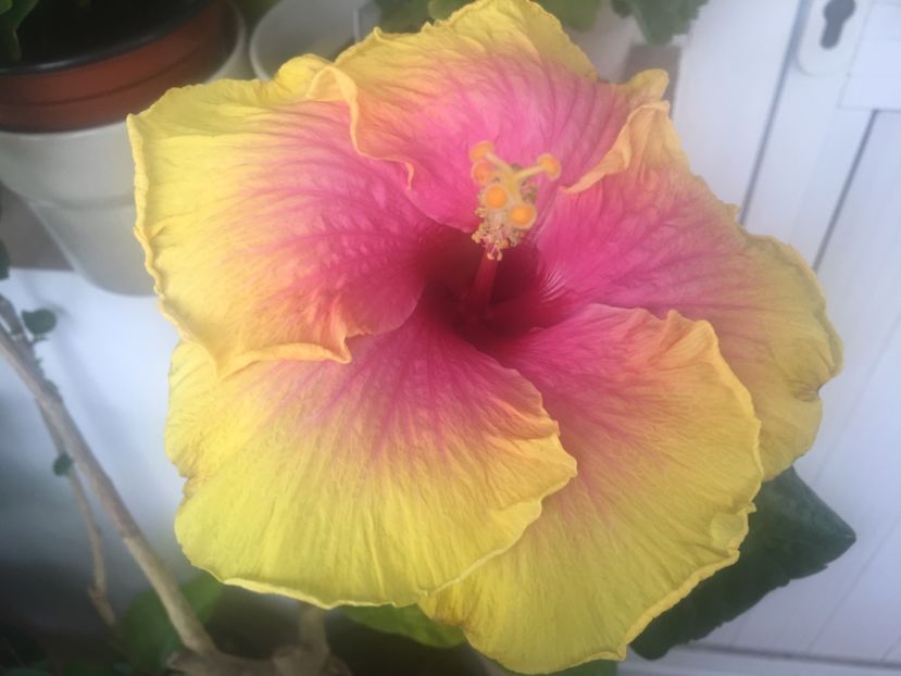 23.08.2017 - Tahitian Sunset Glory-hibiscus parfumat