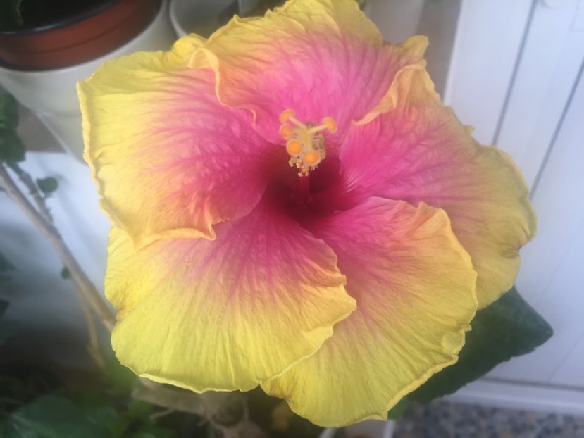 23.08.2017 - Tahitian Sunset Glory-hibiscus parfumat