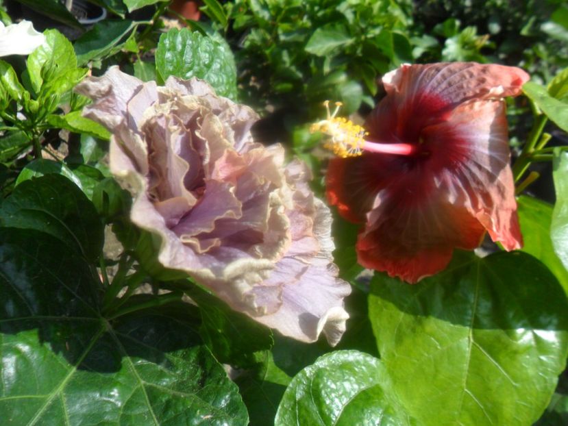  - hibiscusi 2017 6