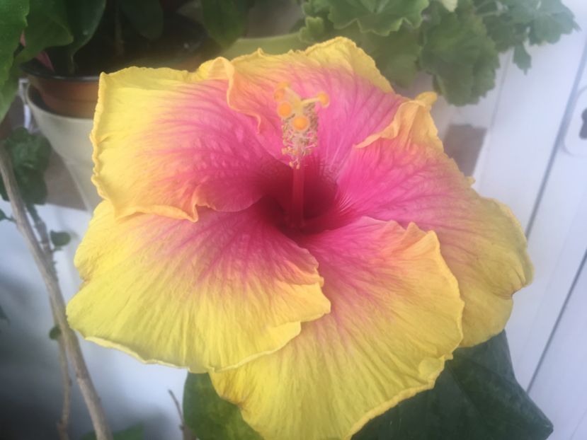 23.08.2017 - Tahitian Sunset Glory-hibiscus parfumat