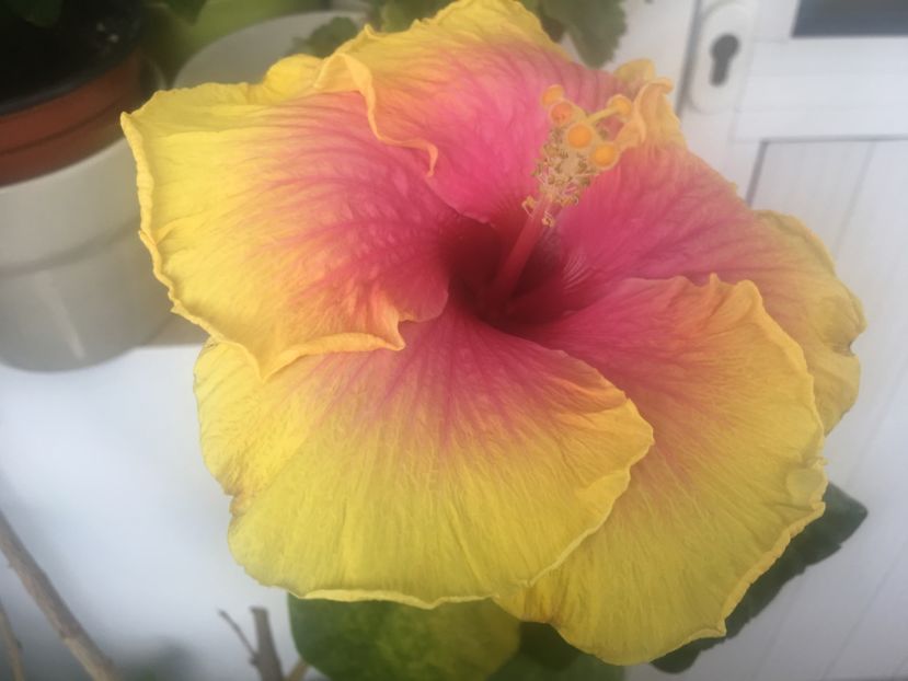 23.08.2017 - Tahitian Sunset Glory-hibiscus parfumat