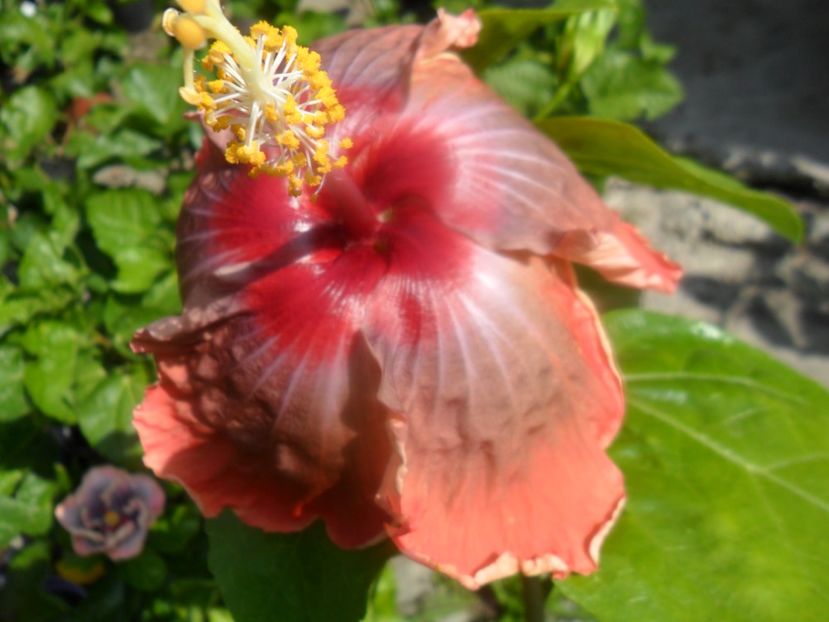  - indian vero s saree