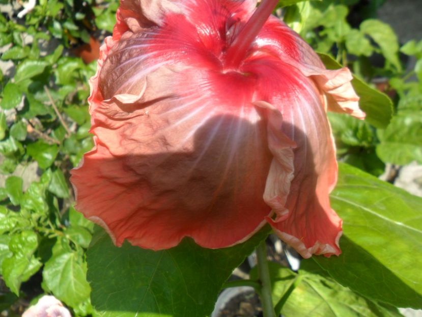  - indian vero s saree