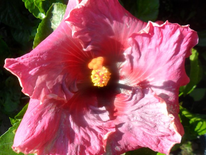  - Tahitian Purple Odisey