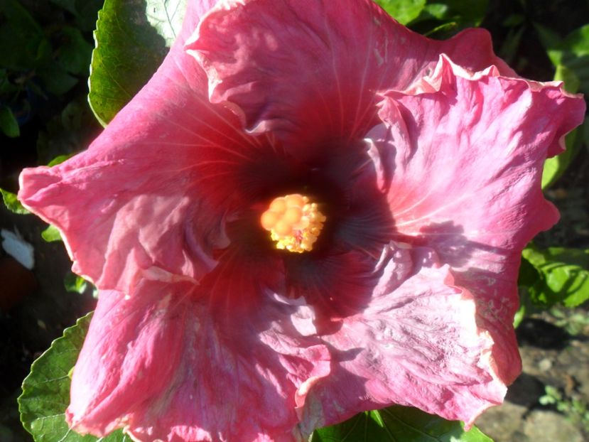  - Tahitian Purple Odisey