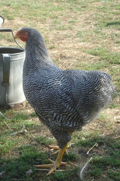  - WYANDOTTE BARAT 2017 - ARHIVA