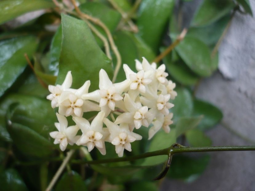 P1340535 - HOYA 2017