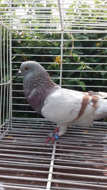 Horseman - Gusati spanioli