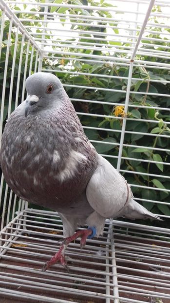 Horseman - Gusati spanioli