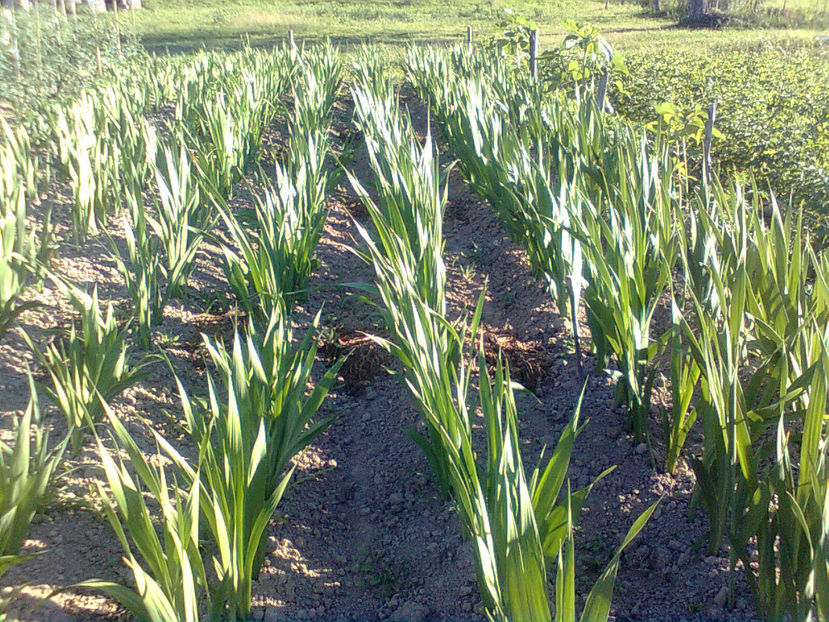 Cultura 2017 - GLADIOLE - 2014 - 2017