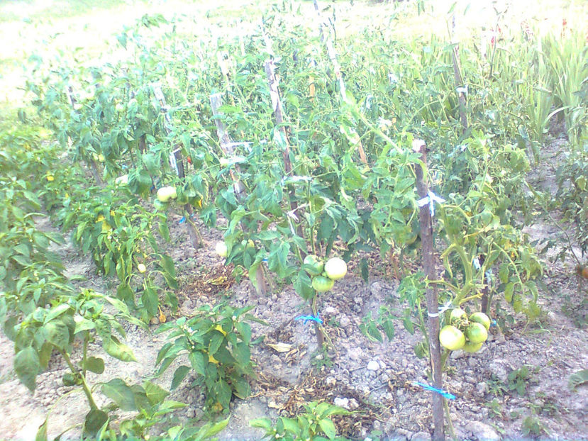  - RASADURI si RECOLTA