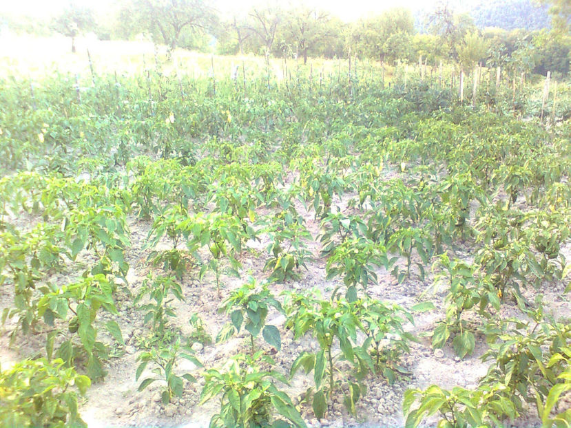  - RASADURI si RECOLTA