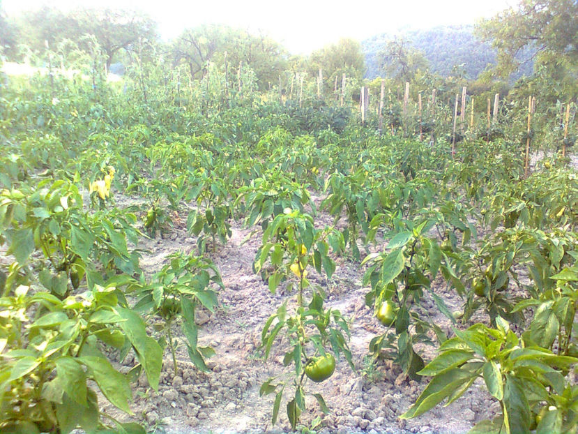  - RASADURI si RECOLTA