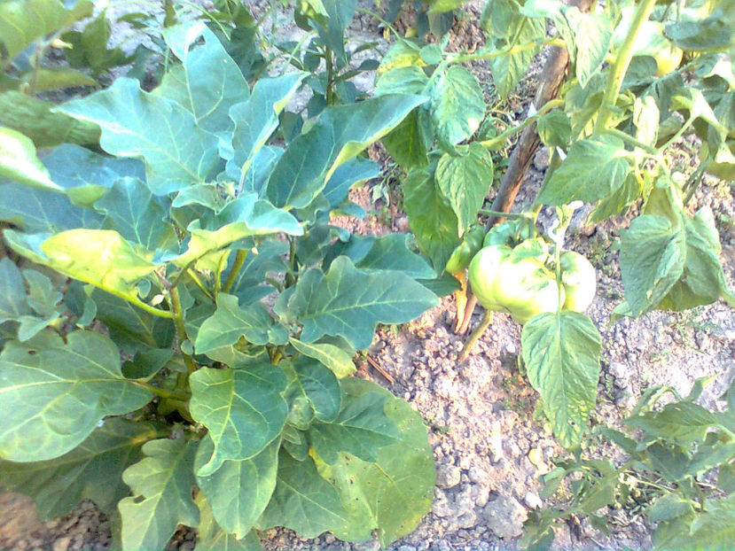  - RASADURI si RECOLTA