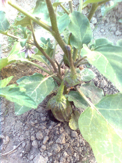  - RASADURI si RECOLTA