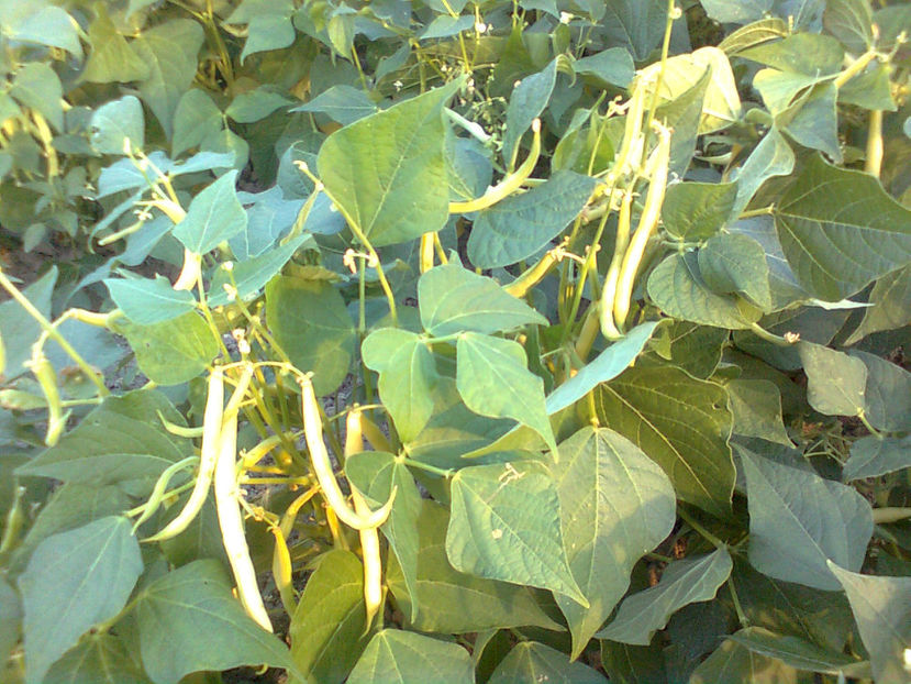  - RASADURI si RECOLTA