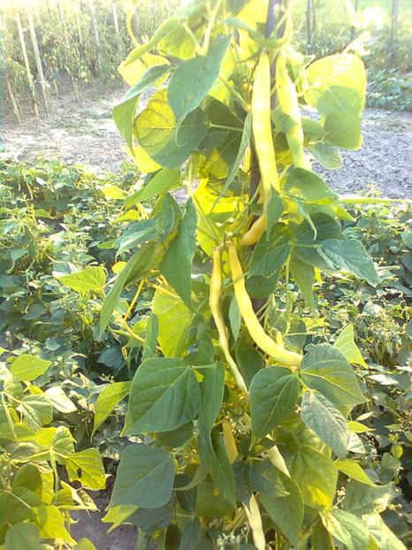  - RASADURI si RECOLTA