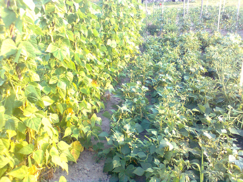  - RASADURI si RECOLTA