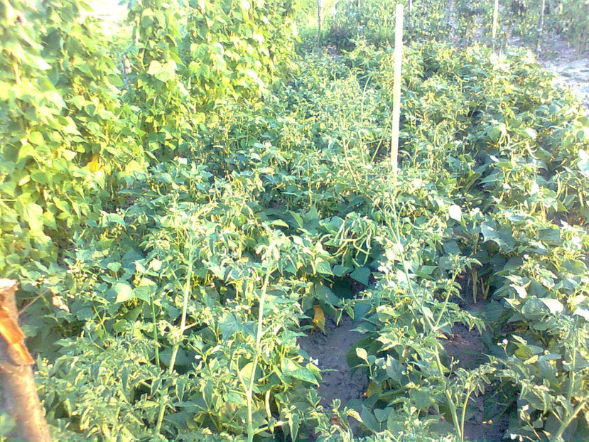  - RASADURI si RECOLTA