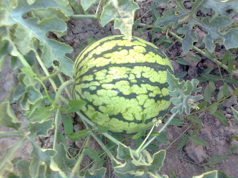  - RASADURI si RECOLTA