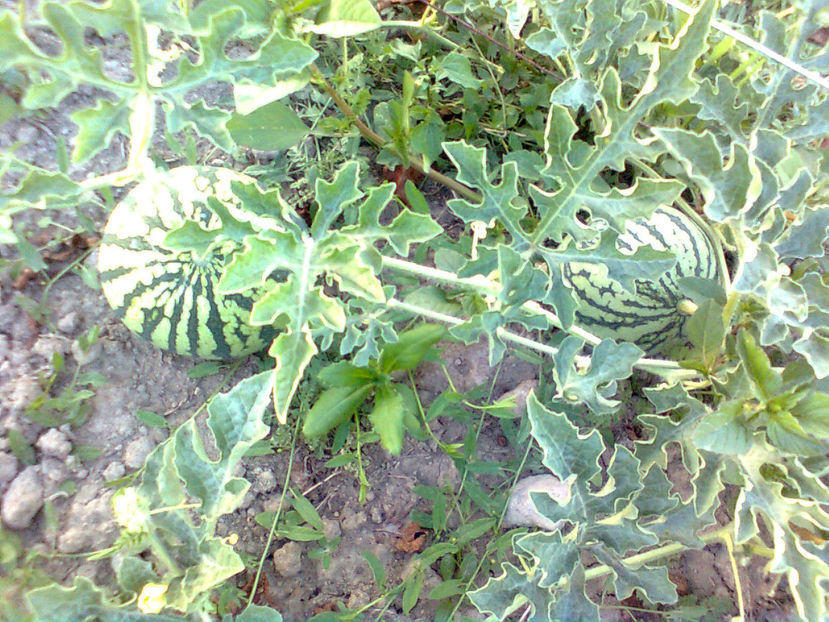  - RASADURI si RECOLTA