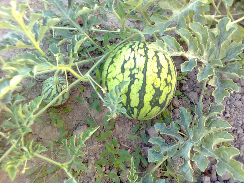  - RASADURI si RECOLTA