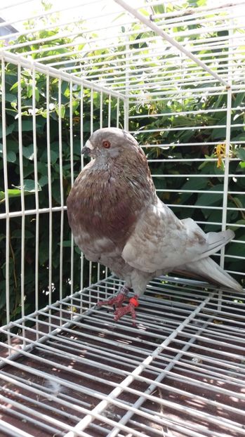 Jerezano de vuelo - Gusati spanioli