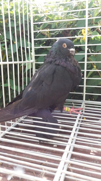 Gaditano - Gusati spanioli