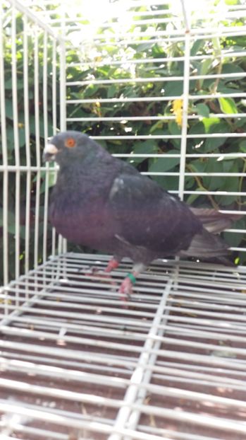 Palomo ladron - Gusati spanioli