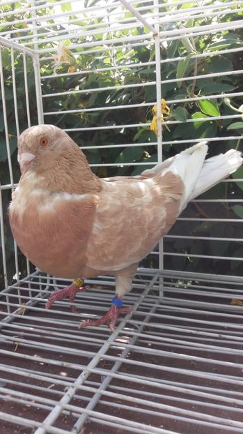 Jerezano de vuelo - Gusati spanioli