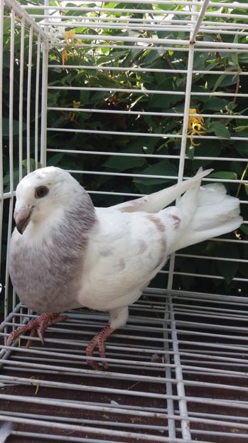 Jiennense - Gusati spanioli