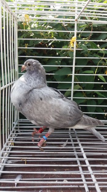 Jerezano de vuelo - Gusati spanioli