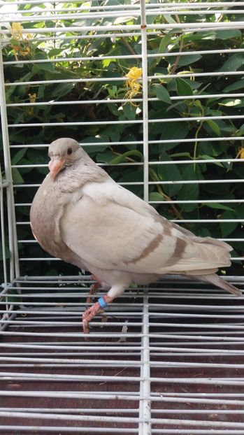 Gaditano de vuelo - Gusati spanioli