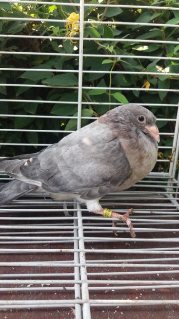 Gaditano de vuelo - Gusati spanioli