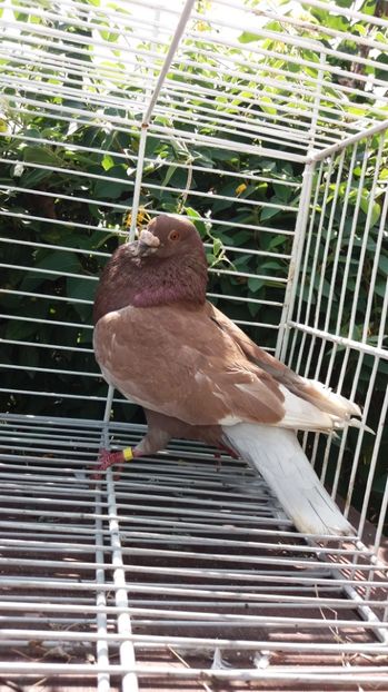 Palomo ladron - Gusati spanioli