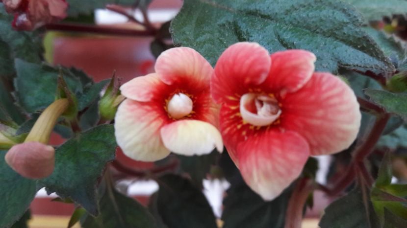  - Famme Fatale - nu il mai am