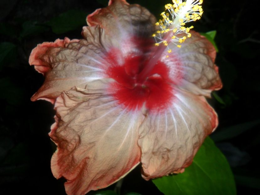  - indian vero s saree