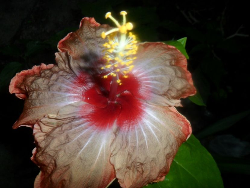  - indian vero s saree