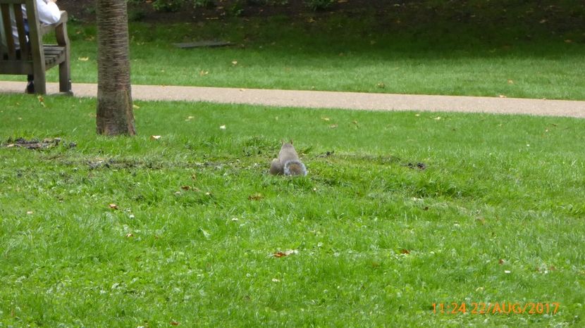 P1040402 - LONDON 22 AUG 2017
