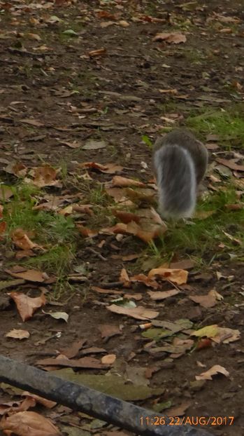 P1040408 - LONDON 22 AUG 2017